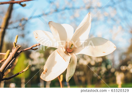 Beautiful blooming magnolia branches with open 63320329