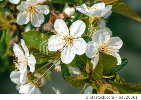 Flowering branches of apple trees in early spring. 63320361