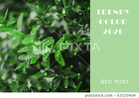 Boxwood leaves in trendy Neo Mint color. Juicy Boxwood leaves in trendy Neo Mint color. Juicy 63320404
