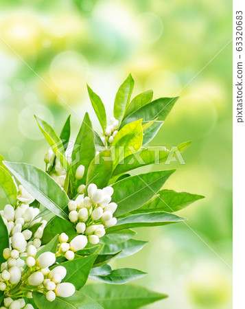 Orange tree flowers garden vertical background 63320683