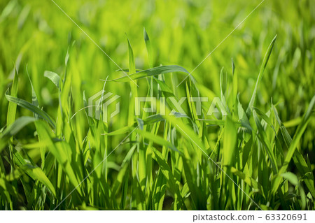 大麥幼葉 大麥幼葉 63320691