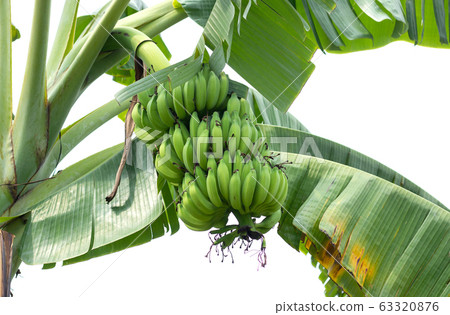 Banana Tree on White Background Banana Tree on White Background 63320876