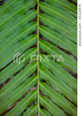 Wild grass on Iriomote Island 63320976