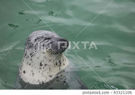 海豹_睡覺 海豹_睡覺 63321106