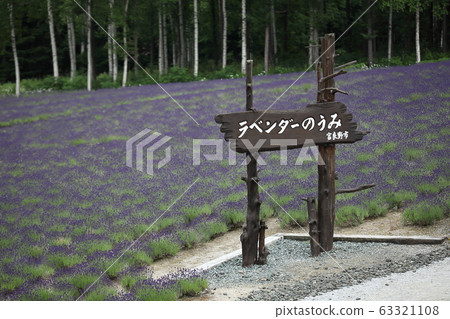 薰衣草sea_furano 薰衣草sea_furano 63321108