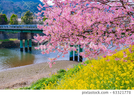 Kawazu Sakura in Minamiizu-cho, Kamo-gun, Shizuoka Prefecture Minami-no-sakura and Rape Festival 63321778