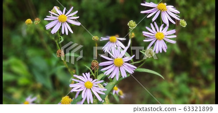 花的和諧 63321899