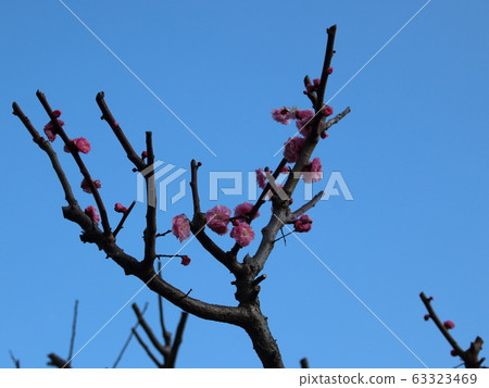 Plum blossom  63323469
