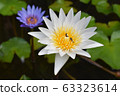 Beautiful lotus flower in blooming - Image 63323614