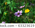 Cosmos flowers blooming in the garden. 63323619