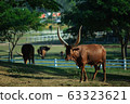 Long horned Ankole Watusi cows in Thailand. 63323621
