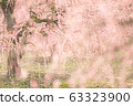 垂枝盛開的梅花 63323900