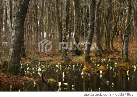 Nishiwaga Town Minamata blooming in the forest Nishiwaga Town Minamata blooming in the forest 63324062