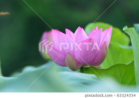 蓮花(埼玉縣美里町) 蓮花(埼玉縣美里町) 63324354