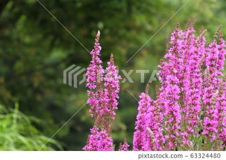 味ha市,夏天的花,佛陀花 味ha市,夏天的花,佛陀花 63324480
