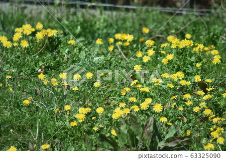 Dandelion prairie 63325090