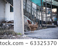 chicken 63325370