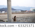 chicken 63325371