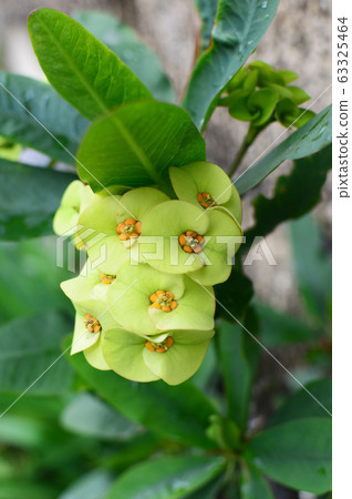 Hanaquilin flower Hanaquilin flower 63325464