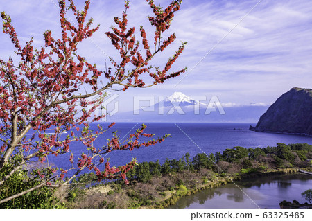 （靜岡縣）西面伊豆田的桃花盛開的富士山 63325485