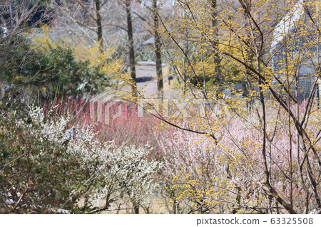 三水之花 三水之花 63325508