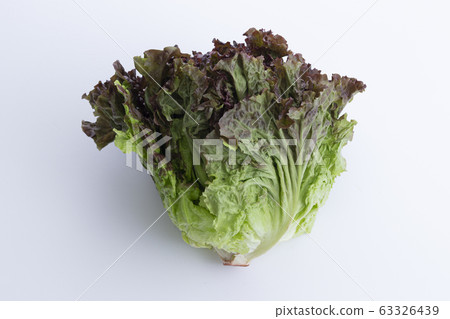 lettuce lettuce 63326439