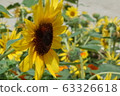 sunflower	 63326618