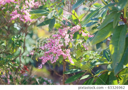 Acebi flower Acebi flower 63326962