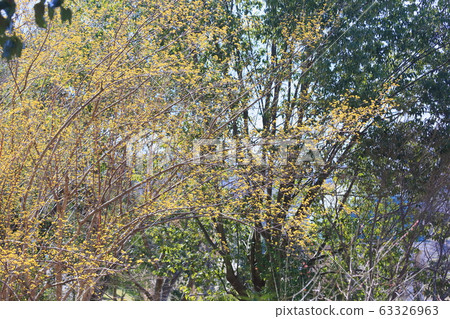 三水之花 三水之花 63326963