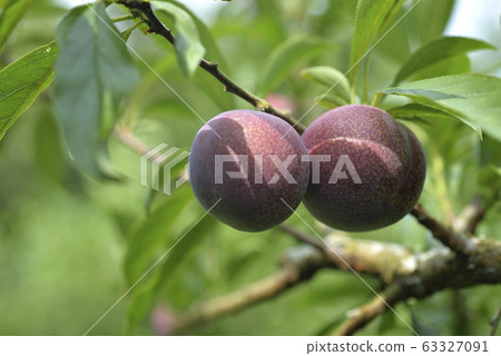 李子樹,李子,成熟,水果,果樹,果園 李子樹,李子,成熟,水果,果樹,果園 63327091