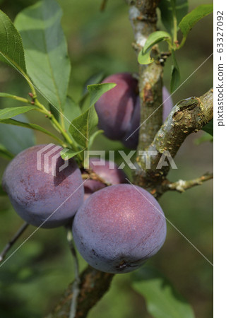 Plum tree, plum, ripe, fruit, fruit tree, orchard Plum tree, plum, ripe, fruit, fruit tree, orchard 63327092