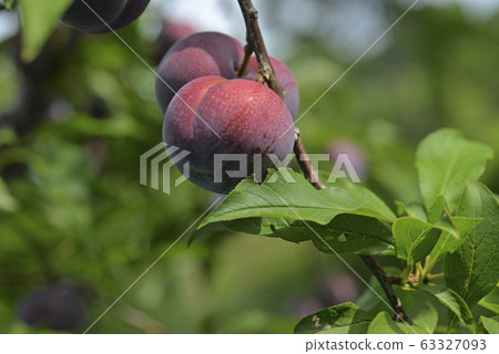 Plum tree, plum, ripe, fruit, fruit tree, orchard 63327093