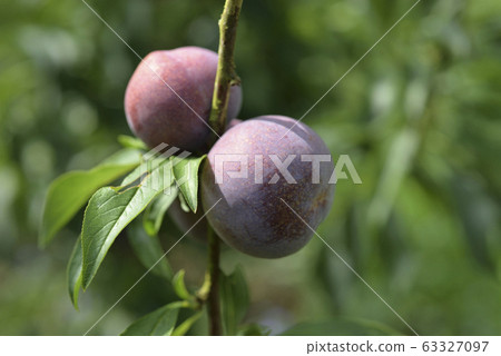 Plum tree, plum, ripe, fruit, fruit tree, orchard 63327097