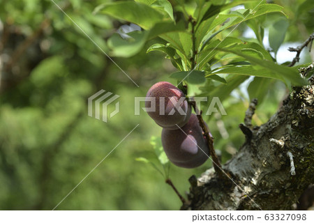 Plum tree, plum, ripe, fruit, fruit tree, orchard Plum tree, plum, ripe, fruit, fruit tree, orchard 63327098
