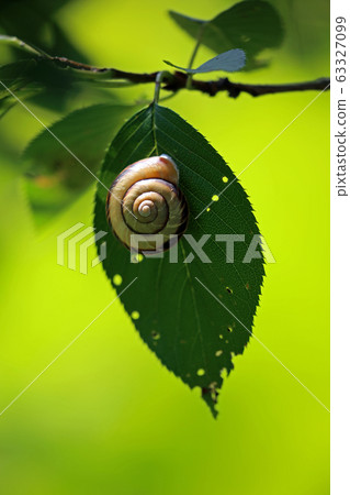 snails snails 63327099