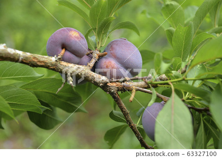 Plum tree, plum, ripe, fruit, fruit tree, orchard Plum tree, plum, ripe, fruit, fruit tree, orchard 63327100