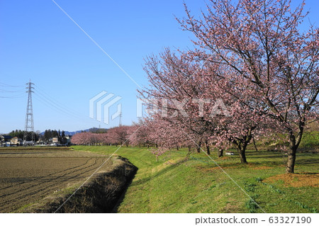 三月@ Sakado 30 Kanzakura（Ankyo Kanzakura）Namiki /北淺葉Sakuratsutsumi Park 63327190