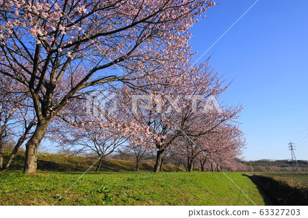 March Sakado 19 Kanzakura（Ankyo Kanzakura）Namiki /北淺葉Sakuratsutsumi Park 63327203