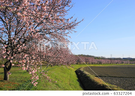 三月@ Sakado 18 Kanzakura（Ankyo Kanzakura）Namiki /北淺葉Sakuratsutsumi Park 63327204