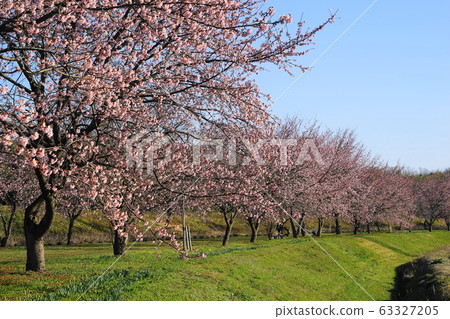 March Sakado 17 Kanzakura（Ankyo Kanzakura）Namiki / Kita Asaba Sakuratsutsumi Park 63327205