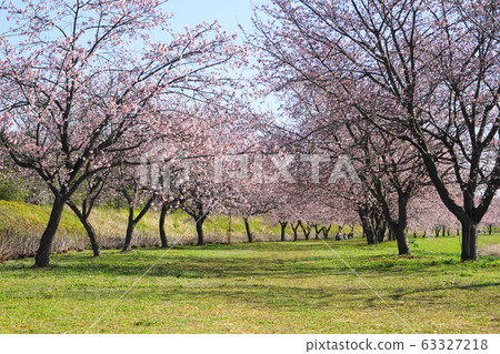 3月@ Sakado 05 Kanzakura(Ankyo Kanzakura)Namiki /北淺葉Sakuratsutsumi Park 3月@ Sakado 05 Kanzakura(Ankyo Kanzakura)Namiki /北淺葉Sakuratsutsumi Park 63327218