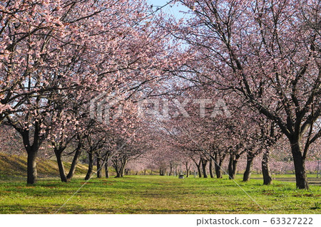 March @ Sakado 01 Kanzakura (Ankyo Kanzakura) Namiki / Kita Asaba Sakuratsutsumi Park 63327222
