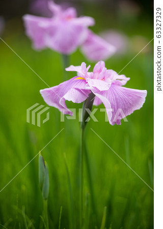 花鏟 花鏟 63327329