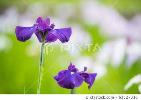 Flower shovel 63327336