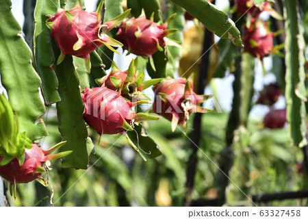Orchard, red dragon fruit, fruit 63327458