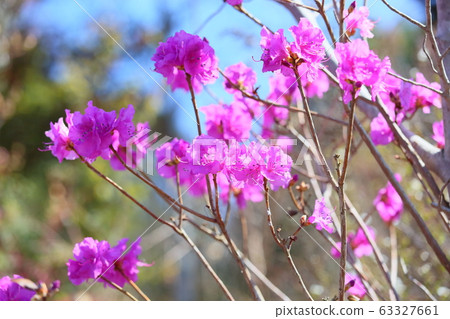 Ezomurasaki azalea flower Ezomurasaki azalea flower 63327661