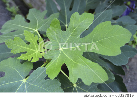 無花果,水果,果園,無花果葉子 63327819