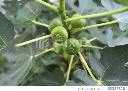 Fig, fruit, orchard Fig, fruit, orchard 63327820