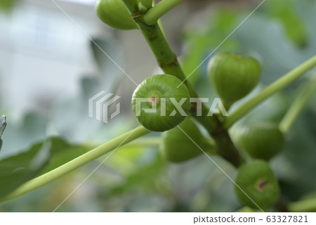 無花果,水果,果園 63327821