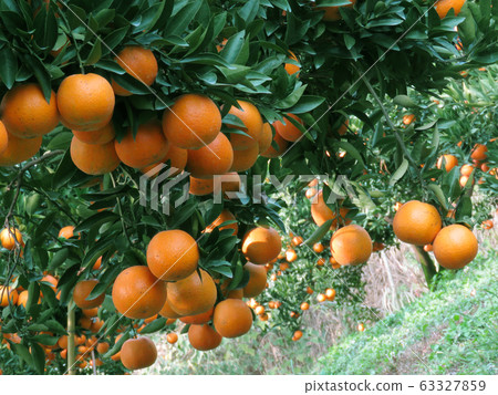 椪柑,橘子,水果,果園 椪柑,橘子,水果,果園 63327859